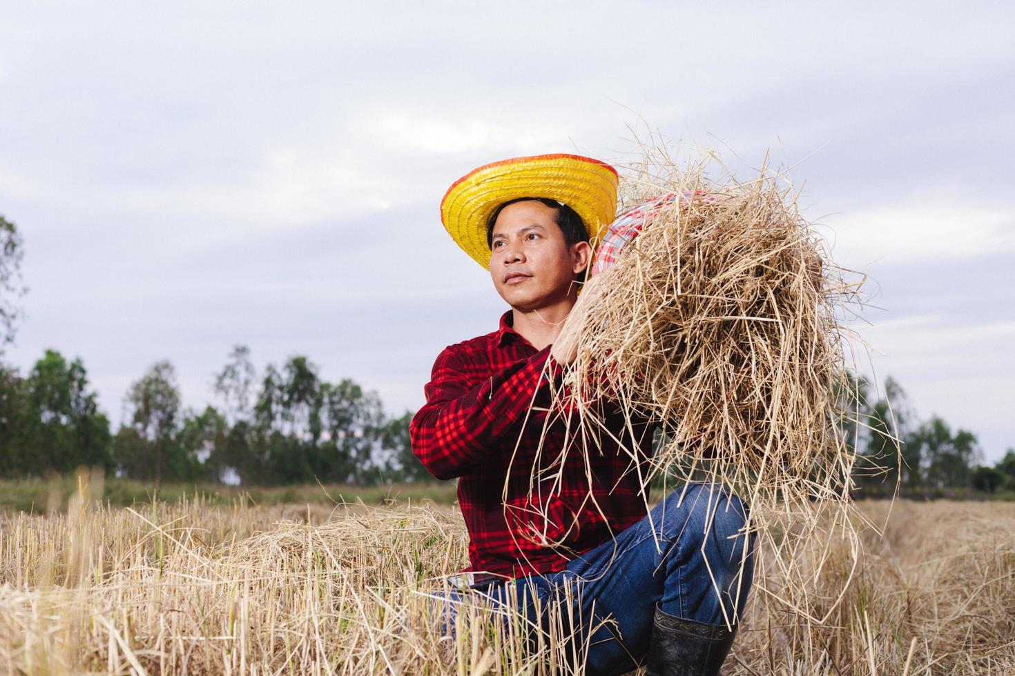 agricultor asiático com restolho de arroz no campo foto