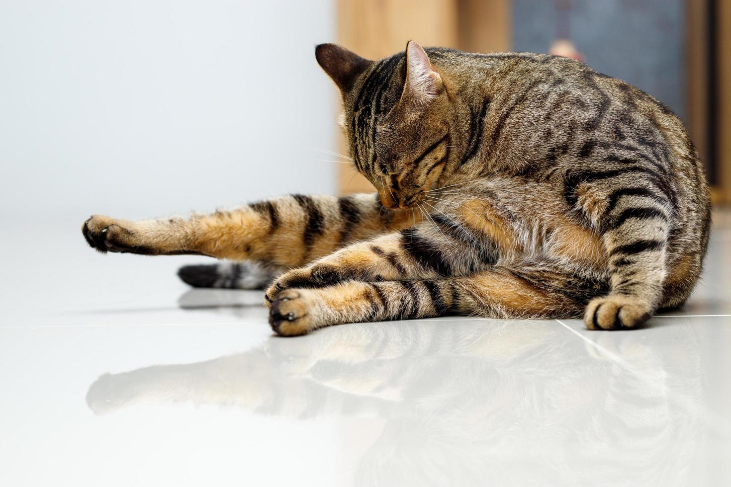 gato malhado está lambendo sua própria pele. foto