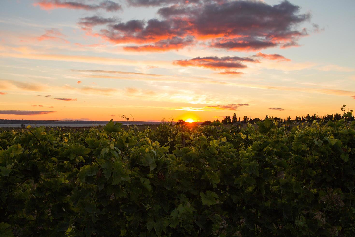 paisagem de vinha durante o pôr do sol foto