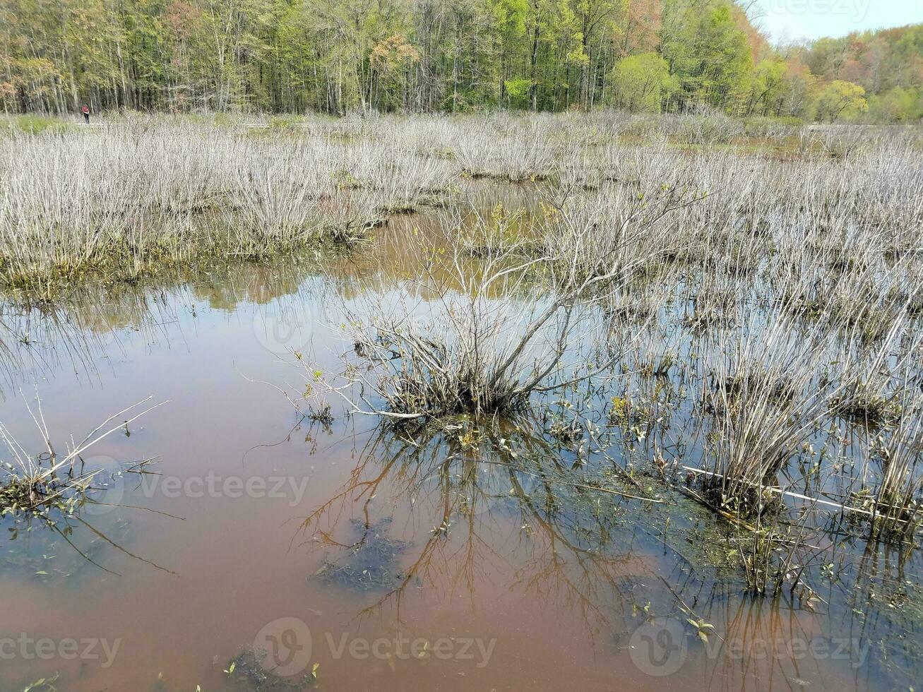 água turva ou lamacenta no lago ou lagoa com algas e plantas foto