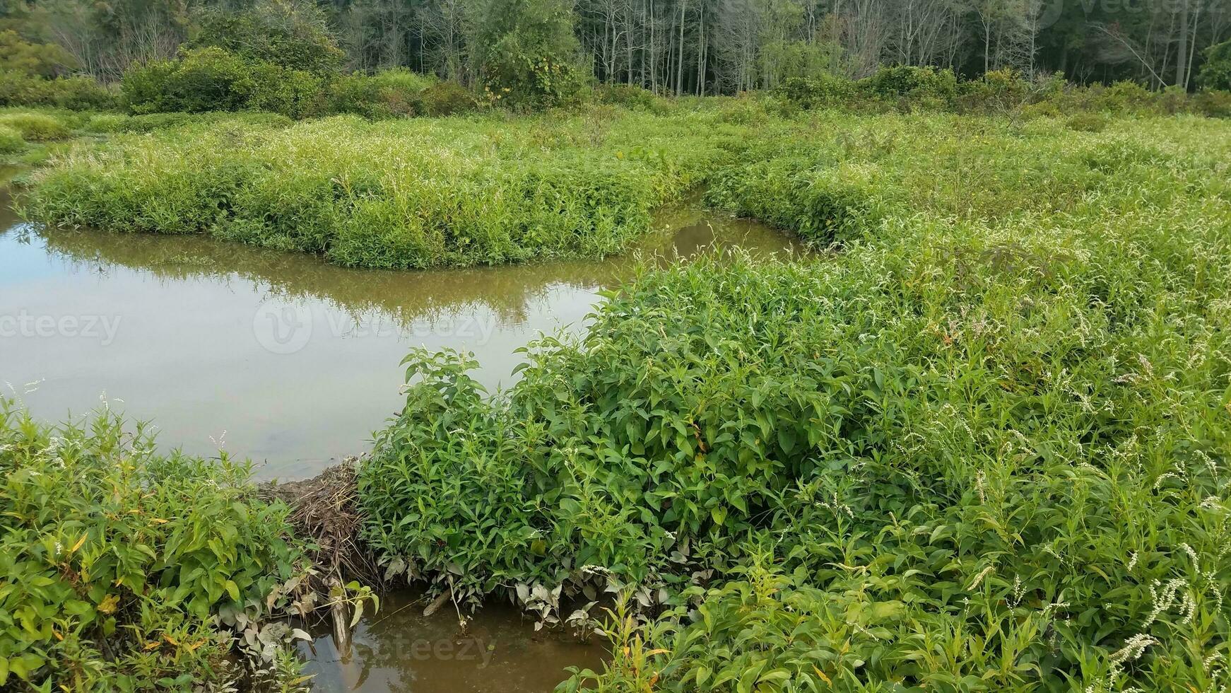 água com pequena barragem de castor com plantas verdes foto