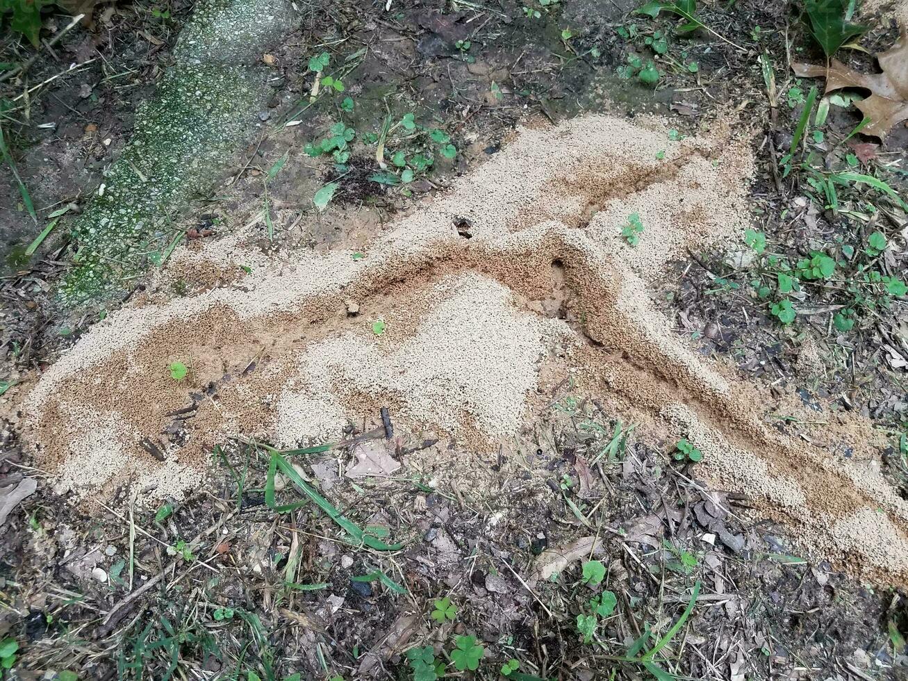 colina de formiga de sujeira ou monte ou ninho ao ar livre foto