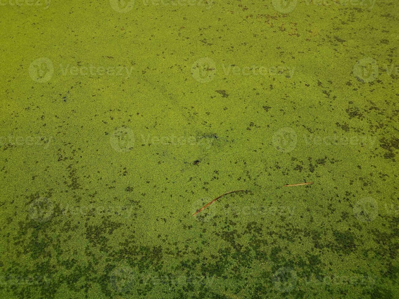 plantas de algas verdes cobrindo água estagnada em um lago foto