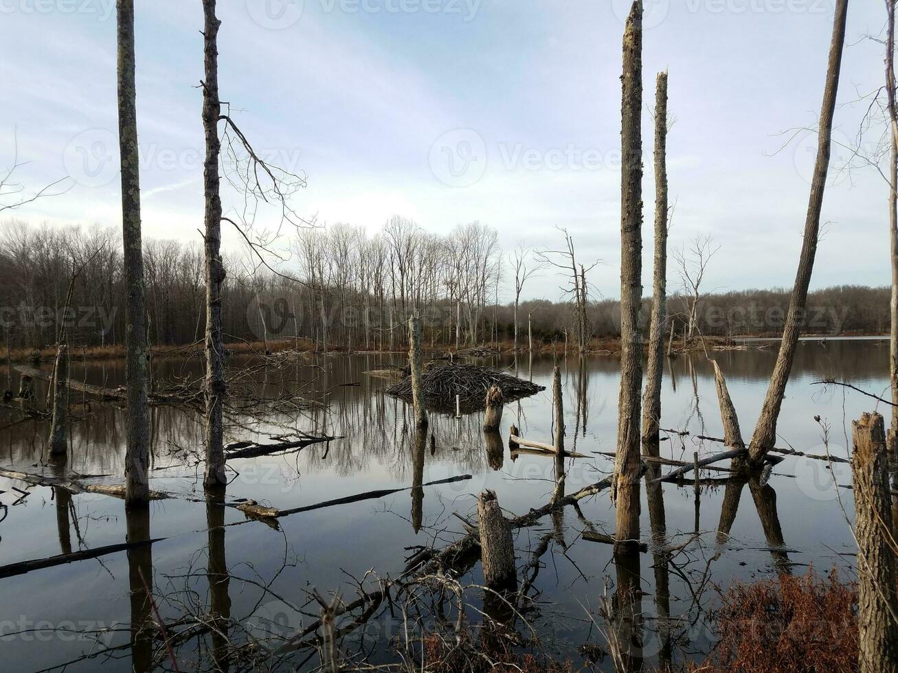 pilha de varas e água no pântano de castor foto