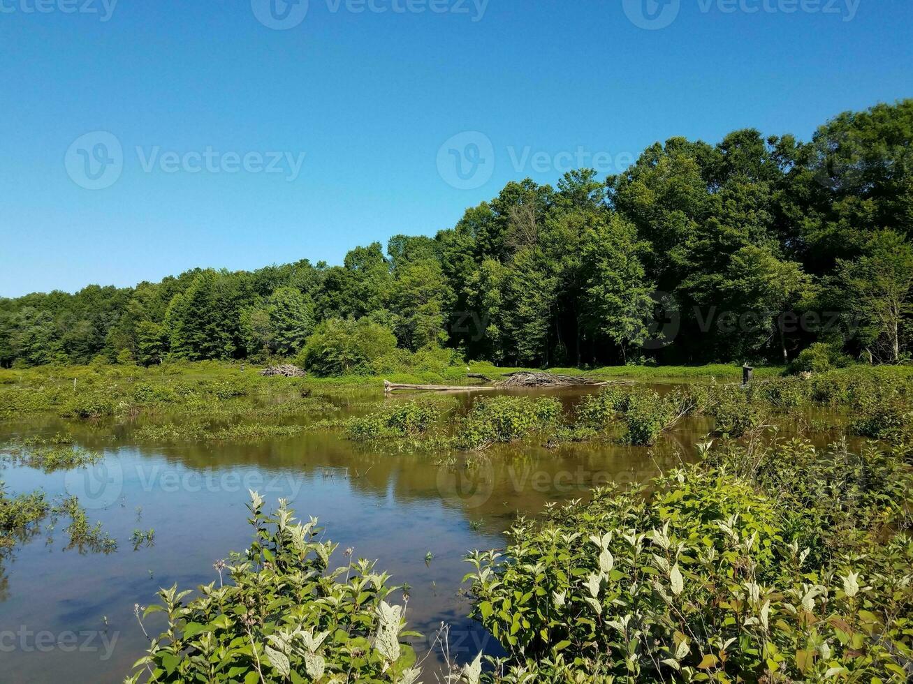 castor lodge e lago ou água da lagoa com plantas e árvores foto