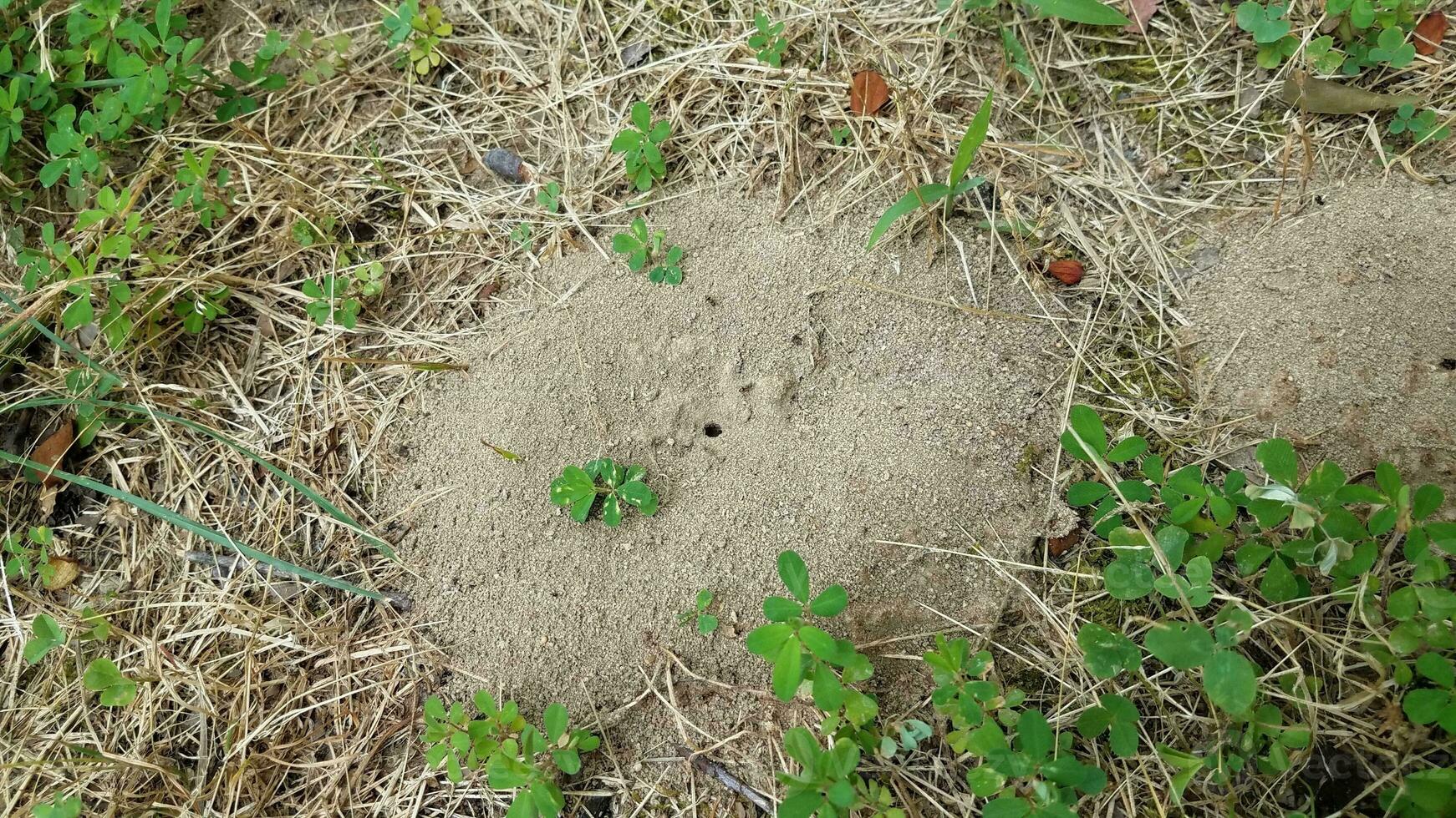 colina de formiga de sujeira ou monte e grama foto