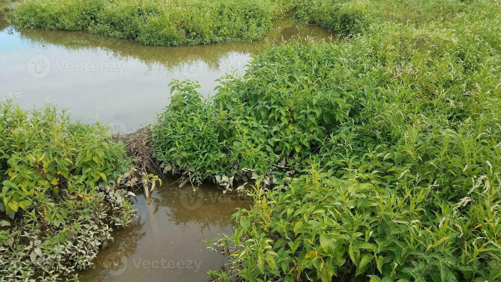 água com pequena barragem de castor com plantas verdes foto