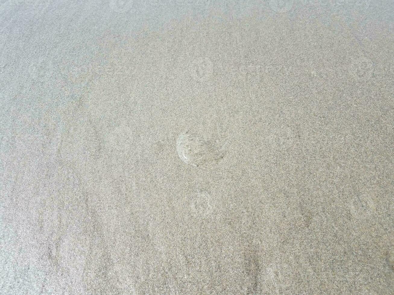 água-viva clara na areia molhada na costa ou na praia foto