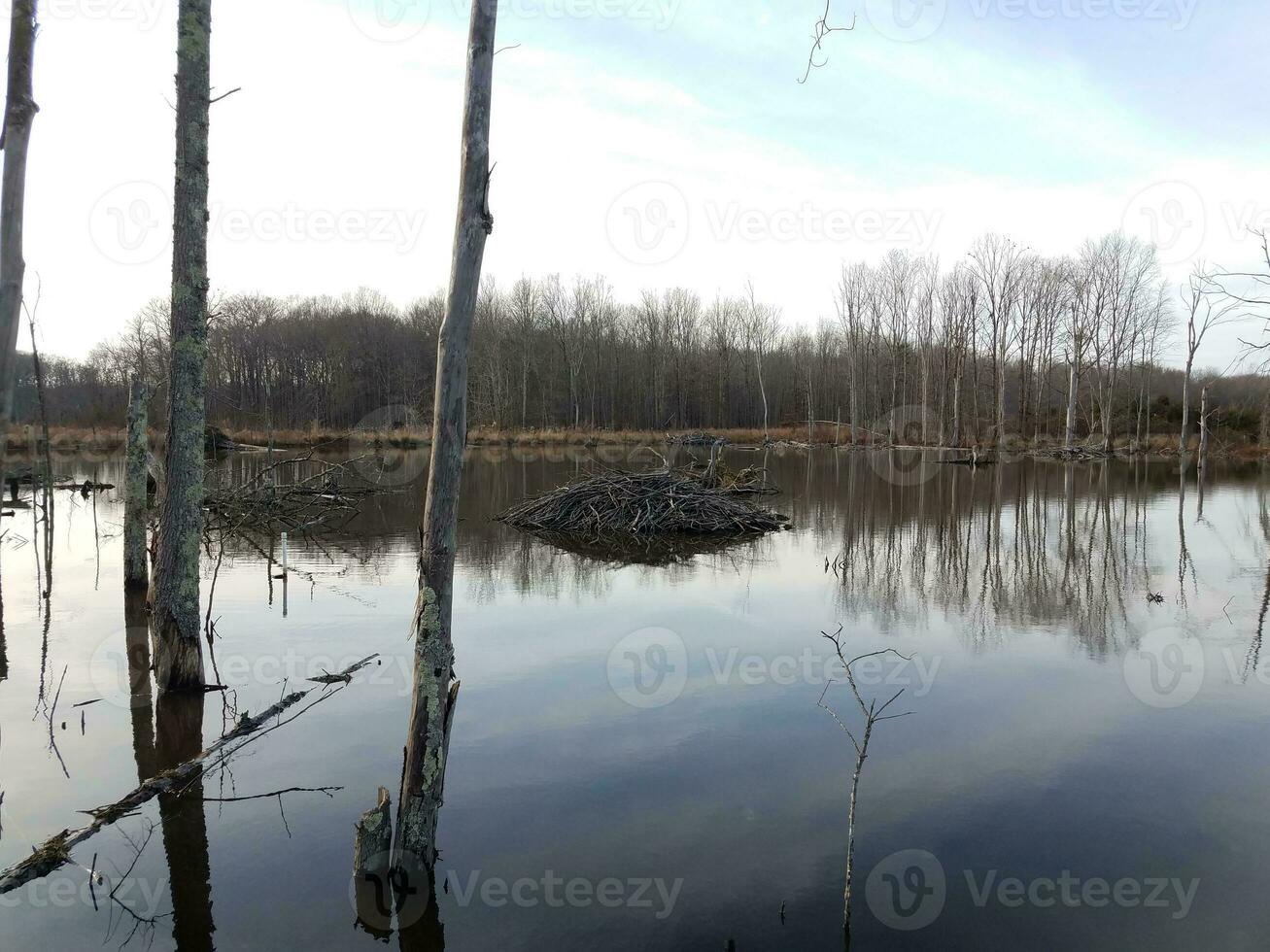 pilha de varas e água no pântano de castor foto