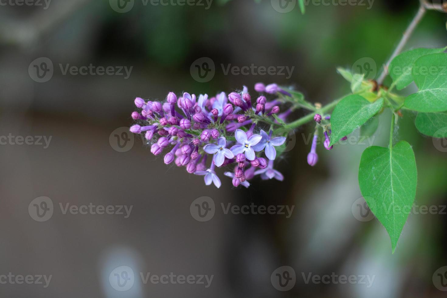 florescendo lilás na folhagem em um jardim verde foto