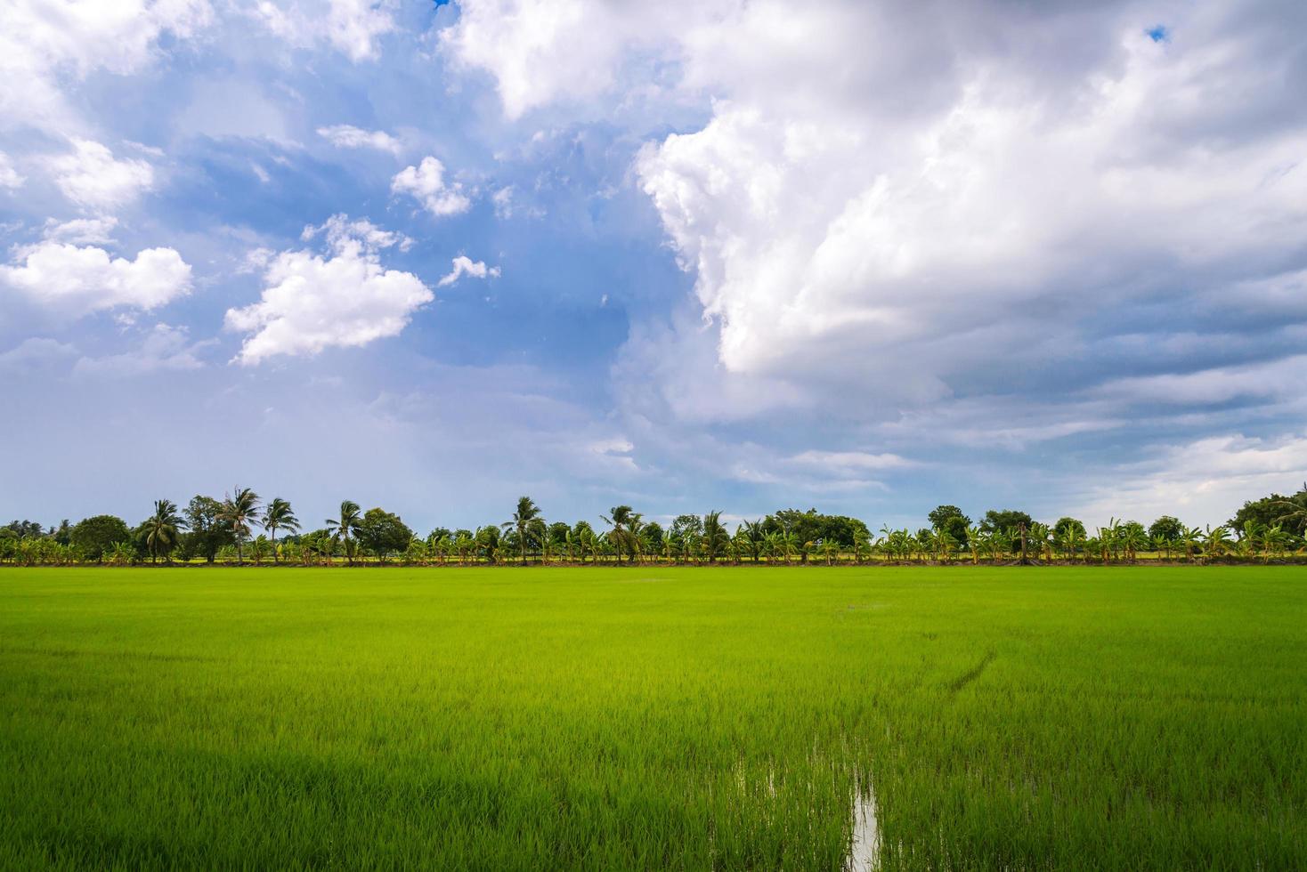 nublado sobre o campo de arroz antes da tempestade de chuva. fundo natural foto