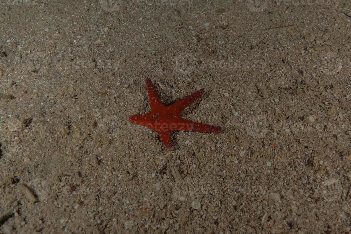 estrela do mar no fundo do mar no mar vermelho, eilat israel foto