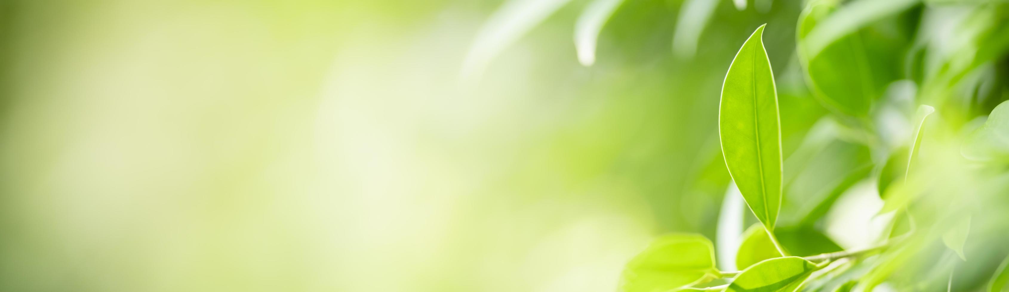 close-up da folha verde vista da natureza no fundo de vegetação turva sob a luz do sol com bokeh e copie o espaço usando como plano de fundo a paisagem de plantas naturais, conceito de capa de ecologia. foto