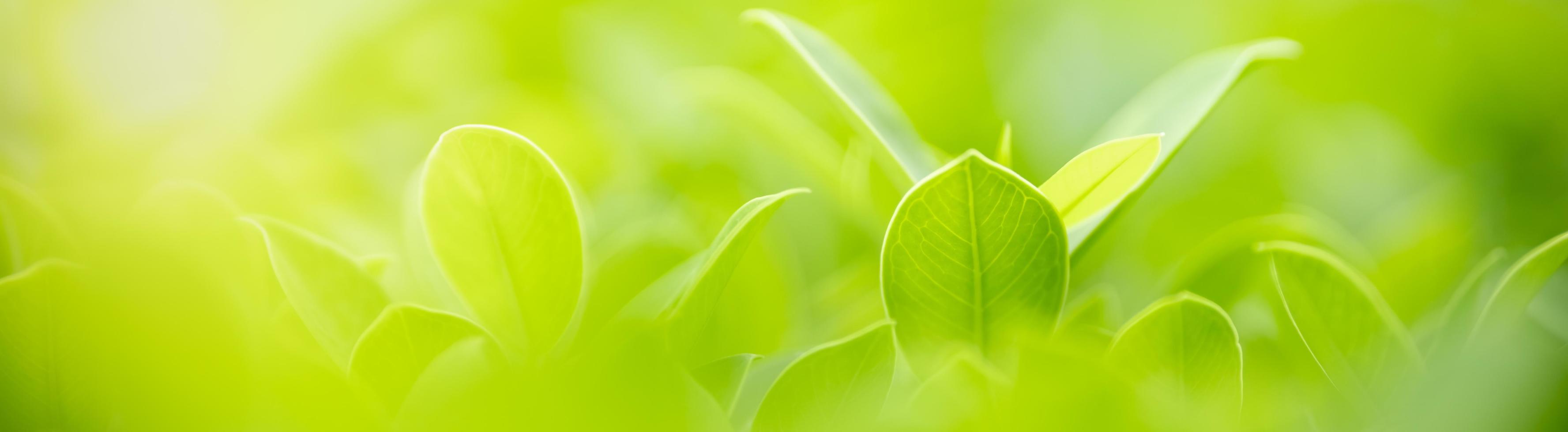 close-up da folha verde vista da natureza no fundo de vegetação turva sob a luz do sol com bokeh e copie o espaço usando como plano de fundo a paisagem de plantas naturais, conceito de capa de ecologia. foto