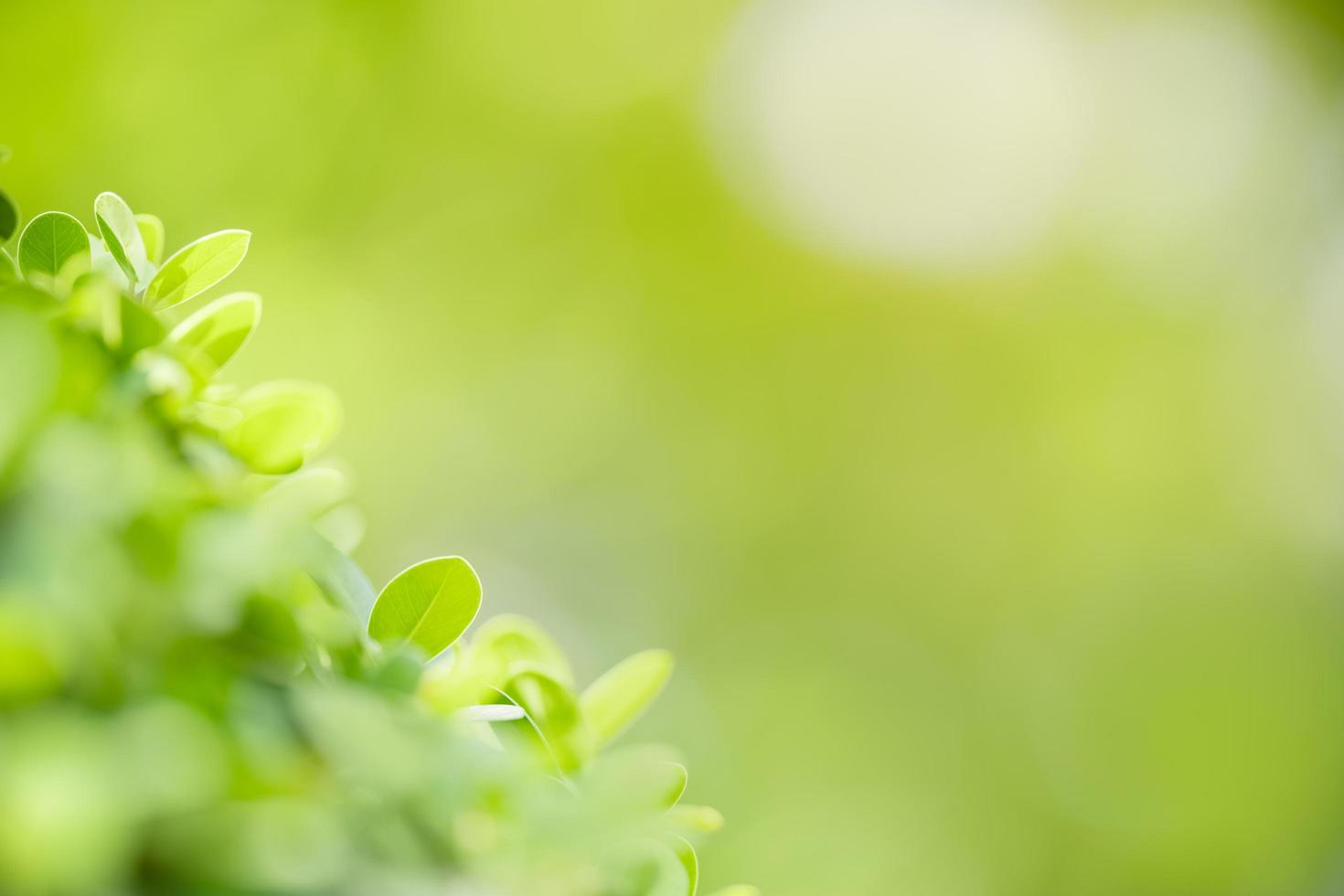 close-up da folha verde vista da natureza no fundo de vegetação turva sob a luz do sol com bokeh e copie o espaço usando como plano de fundo a paisagem de plantas naturais, conceito de papel de parede de ecologia. foto