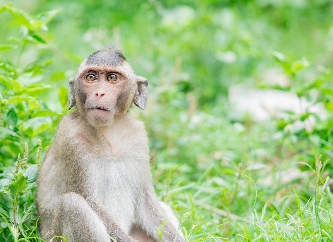 jovem macaco marrom expressando medo foto