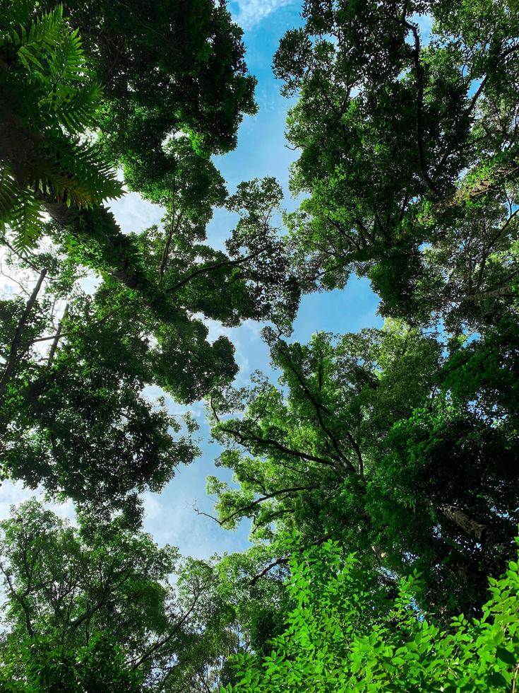 vista inferior da árvore verde na floresta tropical com céu azul brilhante e nuvem branca. fundo de vista inferior da árvore com folhas verdes e luz do sol durante o dia. árvore alta na floresta. selva na tailândia foto