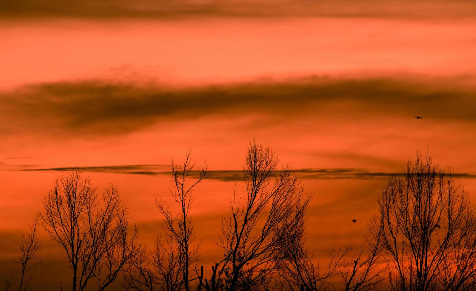 silhueta árvore sem folhas e céu pôr do sol. árvore morta no fundo do céu por do sol vermelho. cenário romântico e tranquilo. lindo padrão de galhos. paisagem natural. abstrato pacífico e tranquilo. foto