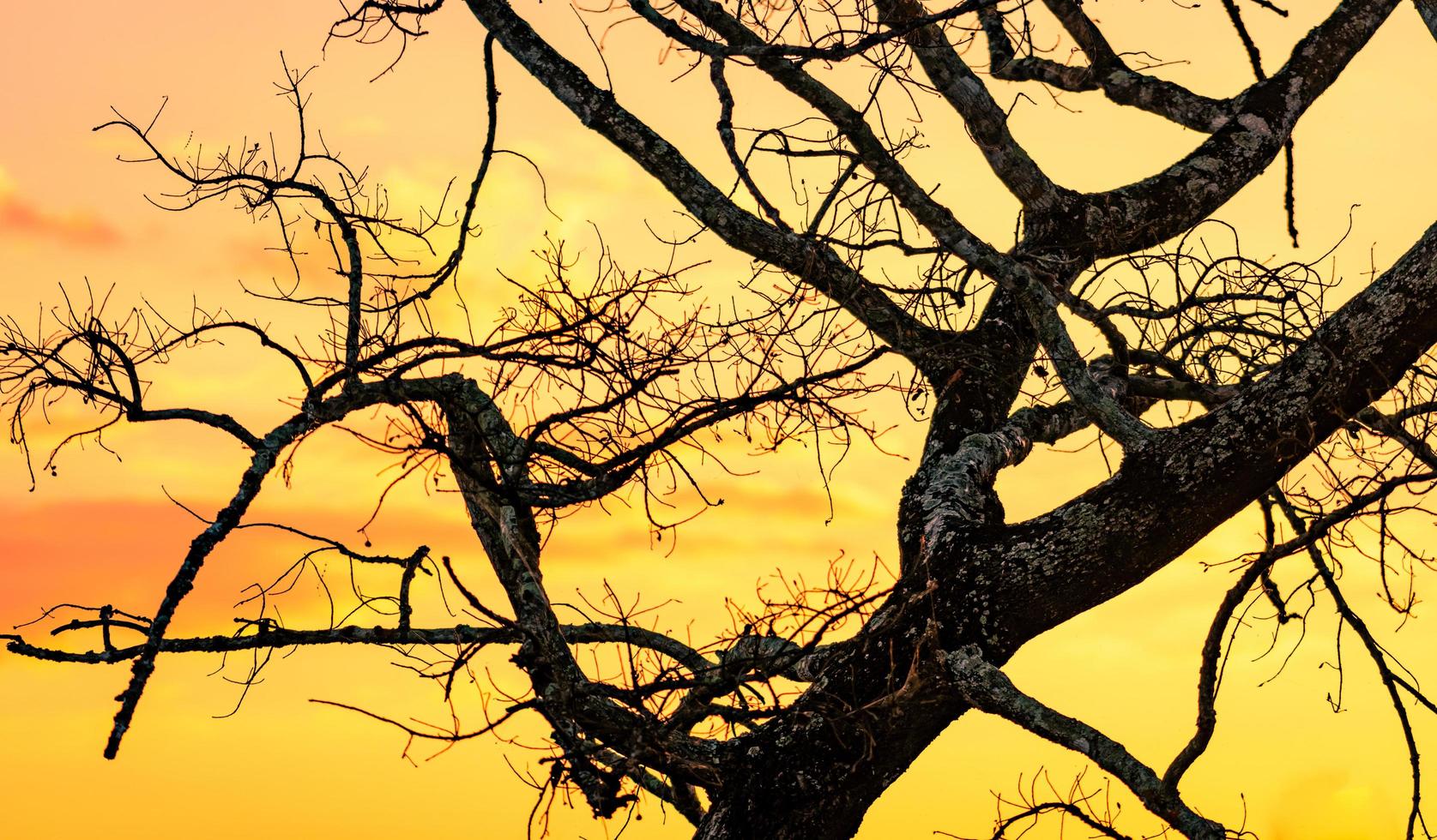 silhueta árvore sem folhas e céu pôr do sol. árvore morta no fundo do céu por do sol dourado. cenário calmo e tranquilo. lindo padrão de galhos. beleza na natureza. terra seca no verão. céu noturno. foto