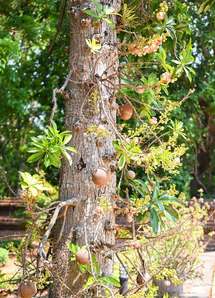 fruta de bala de canhão na árvore de bala de canhão com flor, shorea robusta dipterocarpaceae - sal, shal, sakhuwan, árvore de sal, sal da índia, religiosa foto