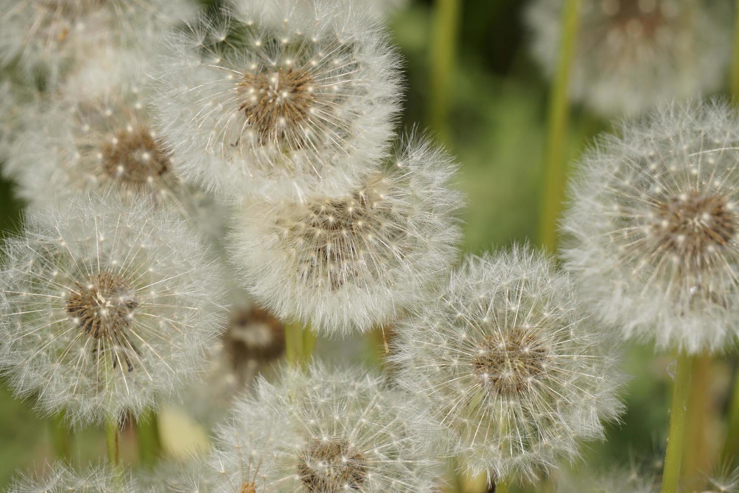 as flores de dente de leão com sementes. foto