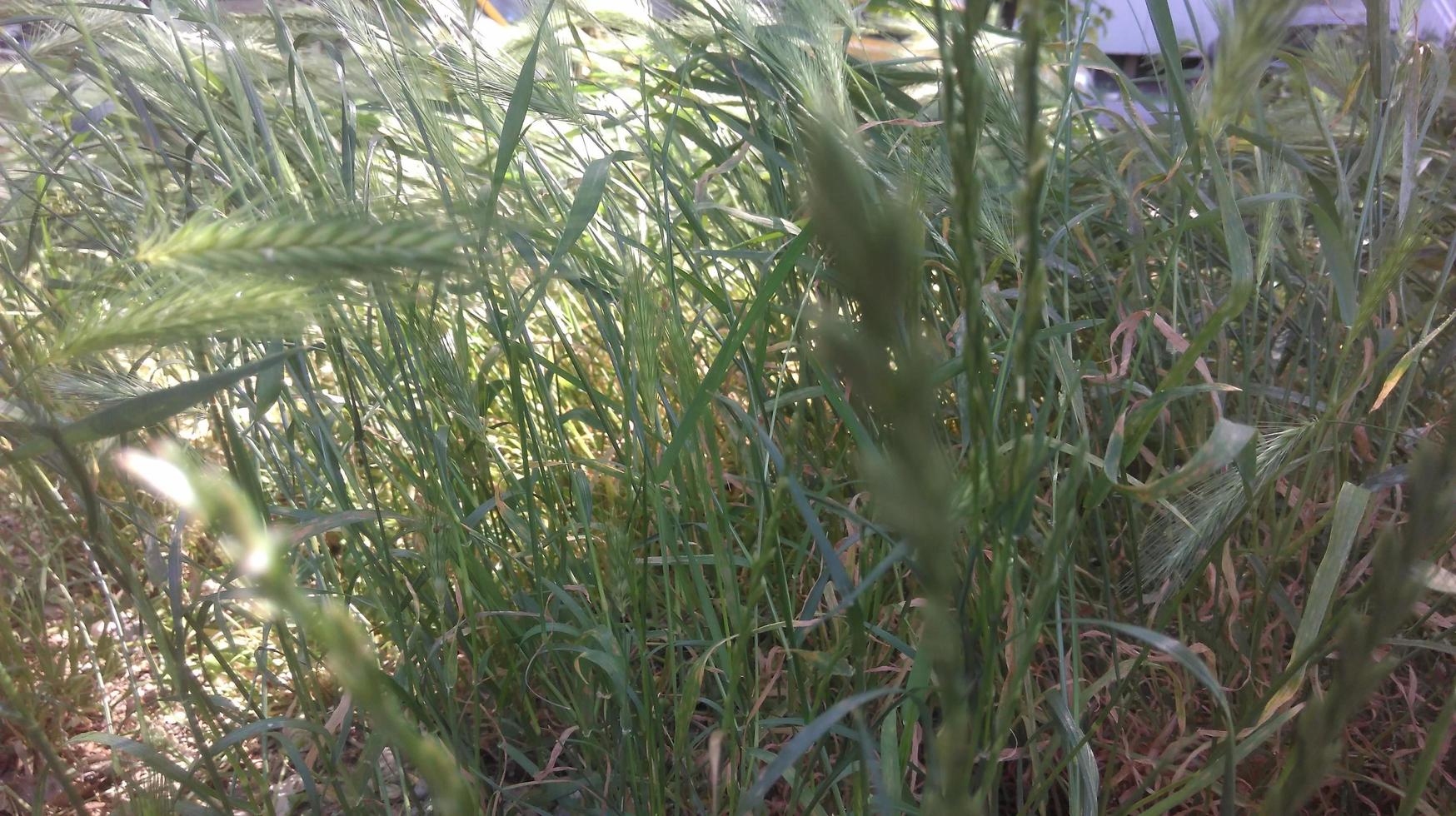 natureza ao ar livre com folhas verdes e exuberantes vegetação e árvores foto