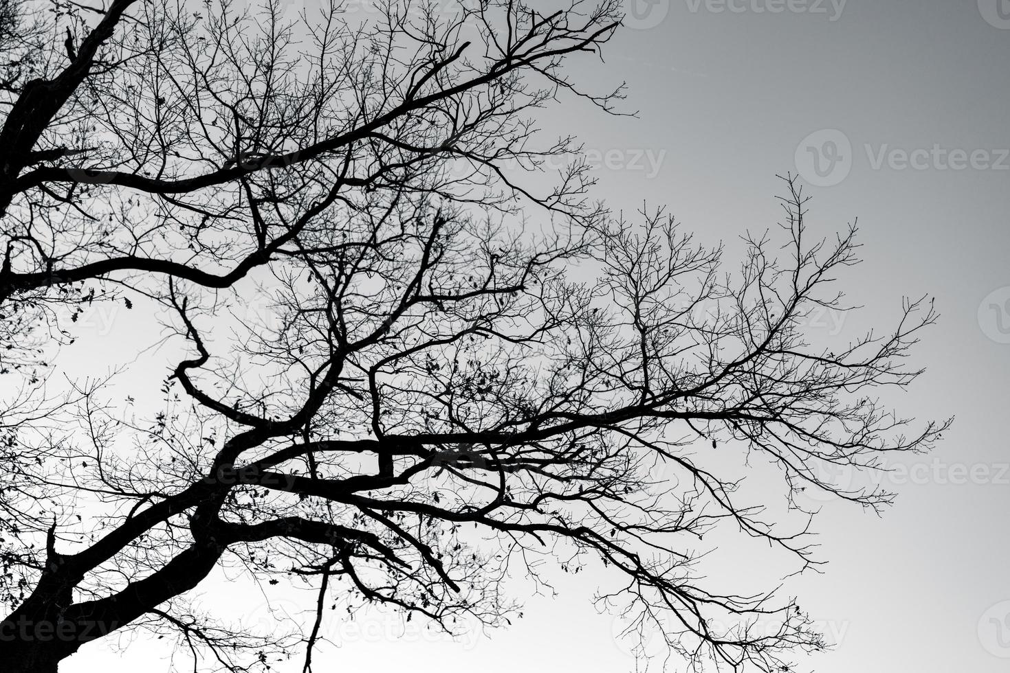 árvore morta de silhueta e galhos no céu cinza. fundo para a morte pacífica, solitário, triste, sem esperança, tranquilo e desespero. triste da natureza. morte e triste fundo emocional. conceito de humor deprimido. foto