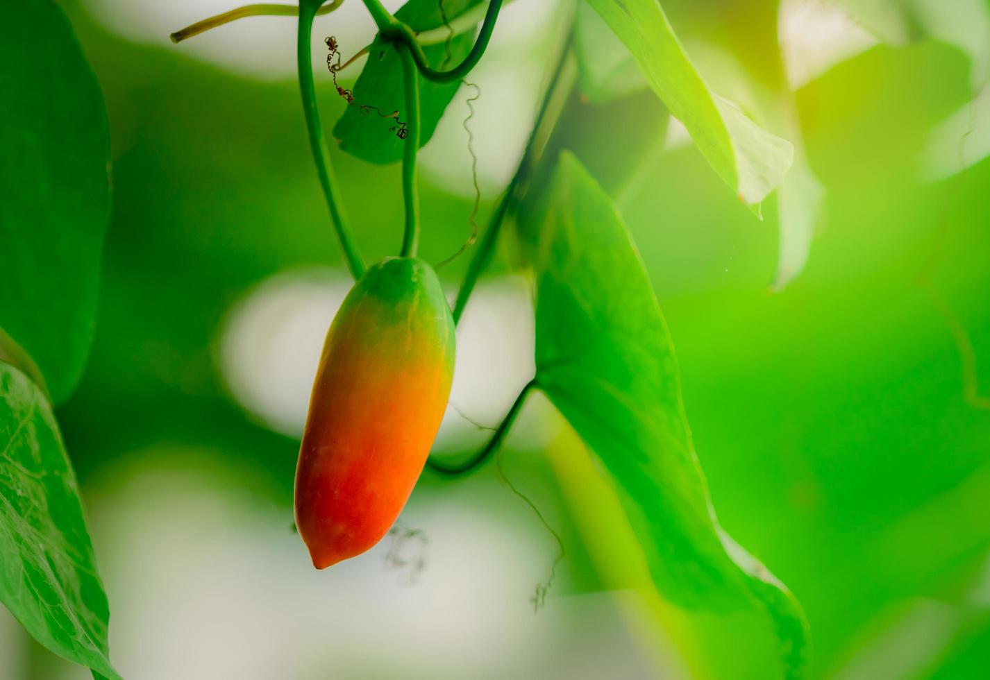 fruto maduro maduro de cabaça de hera com folhas verdes e luz solar da manhã no jardim. videira tropical. frutas comestíveis. closeup fruto vermelho de cabaça de hera coccinia grandis. planta trepadeira. betacaroteno natural. foto