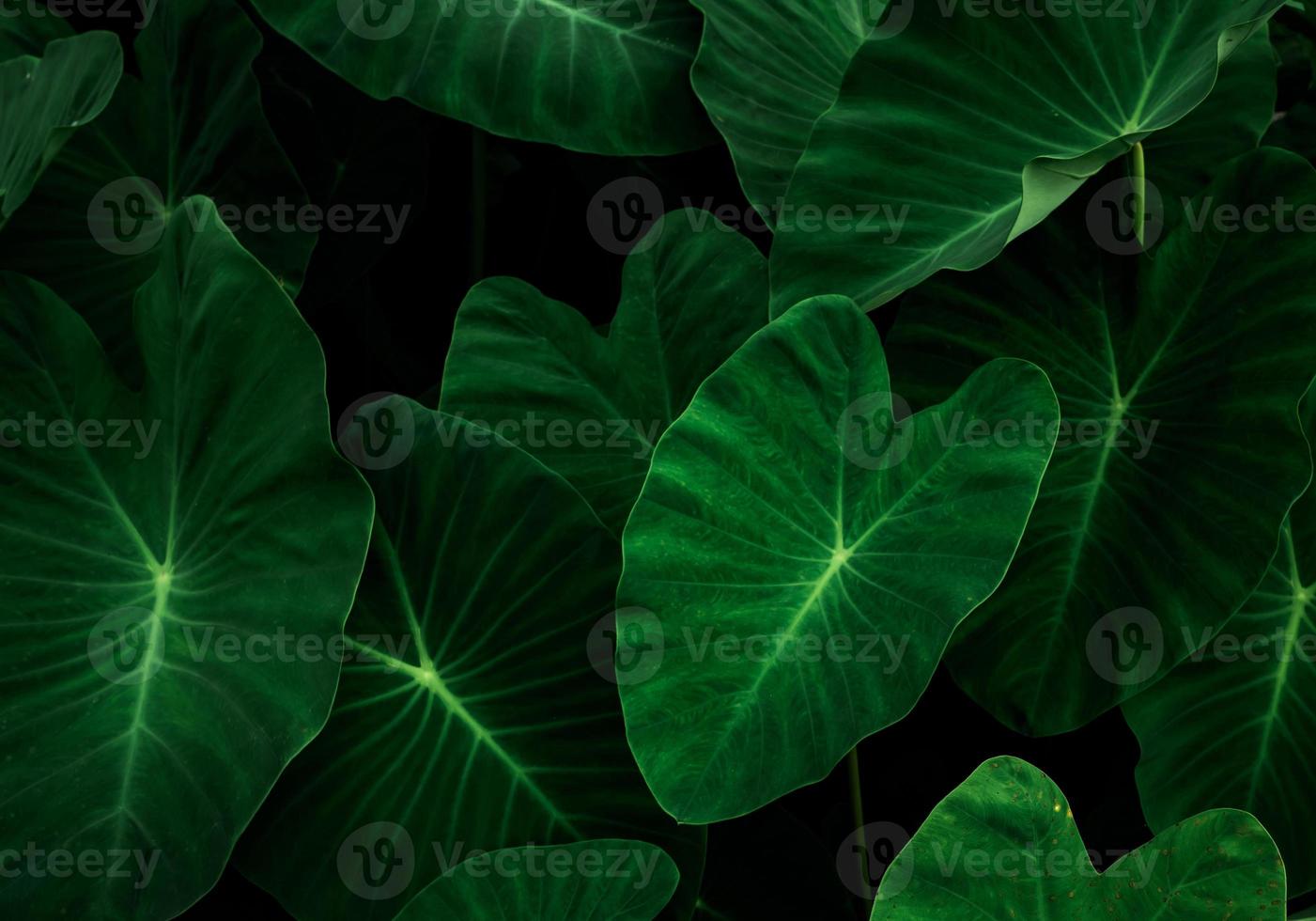 closeup folhas verdes de orelha de elefante no jardim. textura de folha verde para fundo de saúde e spa. folhas verdes em fundo escuro. papel de parede verde. Jardim Botânico. natureza abstrata. planta orgânica. foto