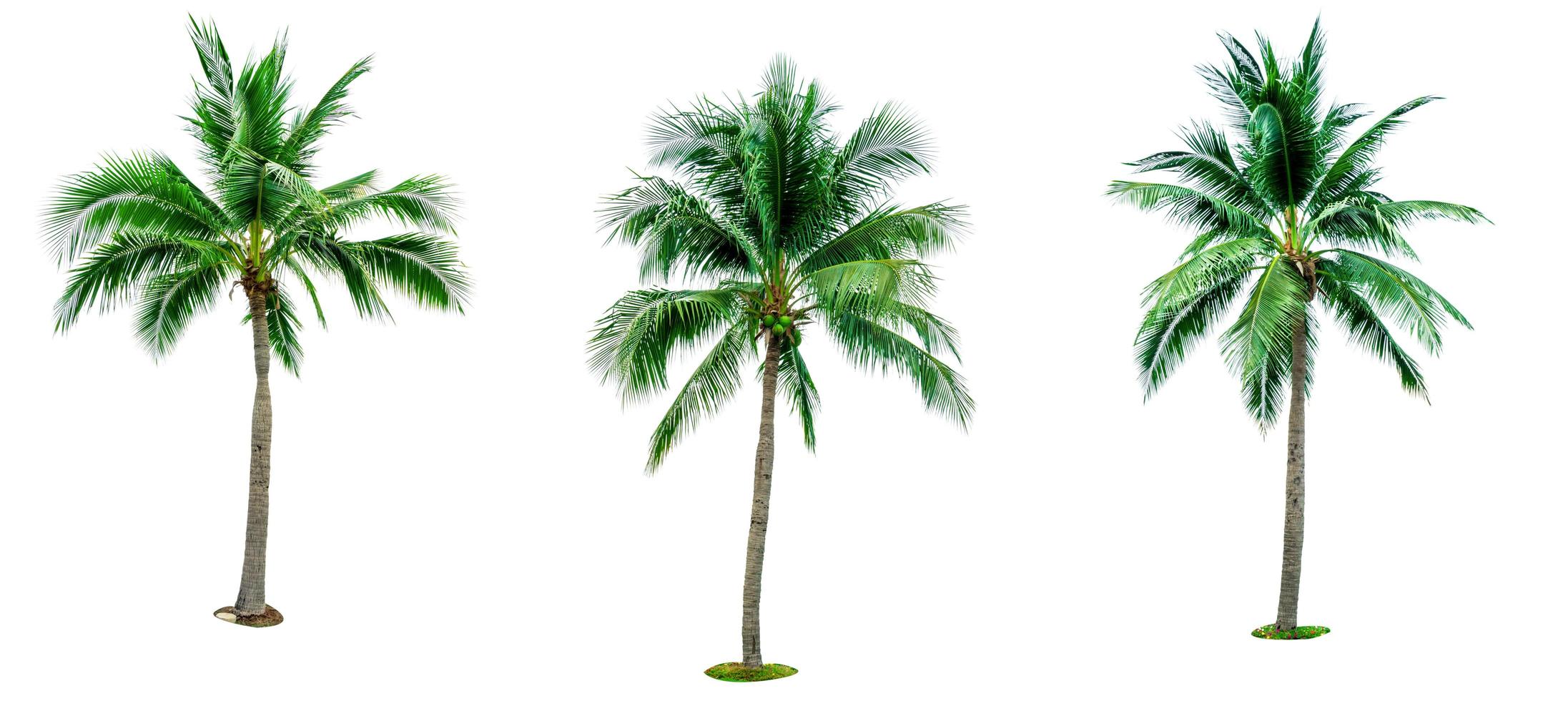 conjunto de coqueiro isolado no fundo branco usado para arquitetura decorativa de publicidade. conceito de verão e praia. palmeira tropical. foto