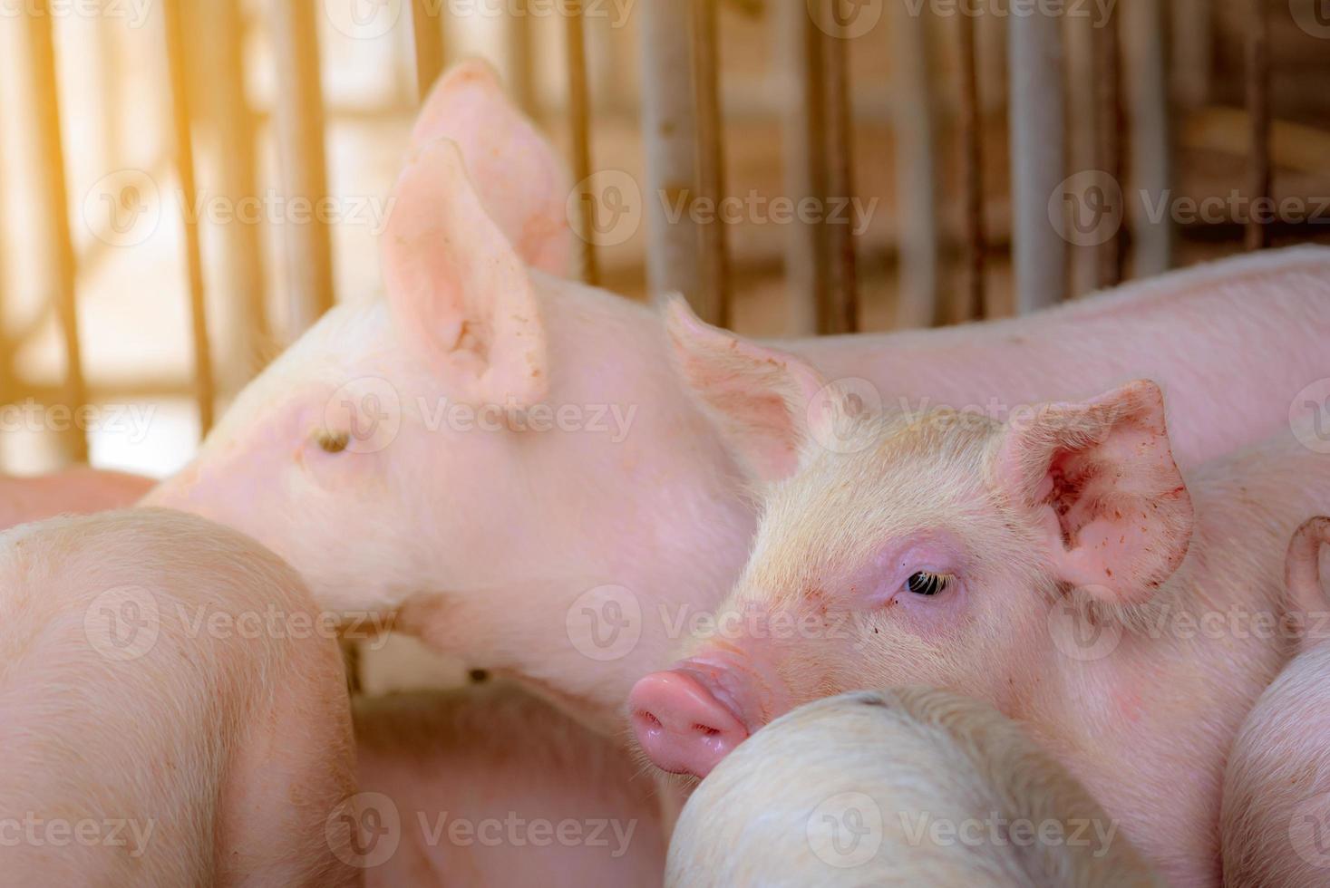 porquinho na fazenda. pequeno leitão rosa. peste suína africana e conceito de gripe suína. pecuária. indústria de carne suína. porco saudável e fofo na baia ou celeiro. animal mamífero. criação de suínos. foto