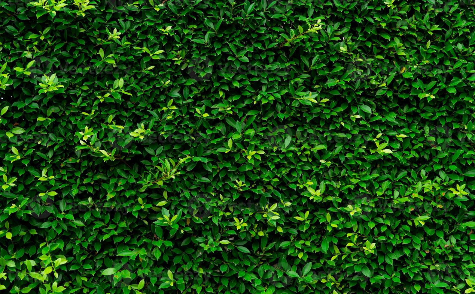 plantas de cobertura perenes closeup. pequenas folhas verdes em fundo de textura de parede de cobertura. parede de cerca viva eco evergreen. planta ornamental no jardim do quintal. muitas folhas reduzem a poeira no ar. pano de fundo natural. foto