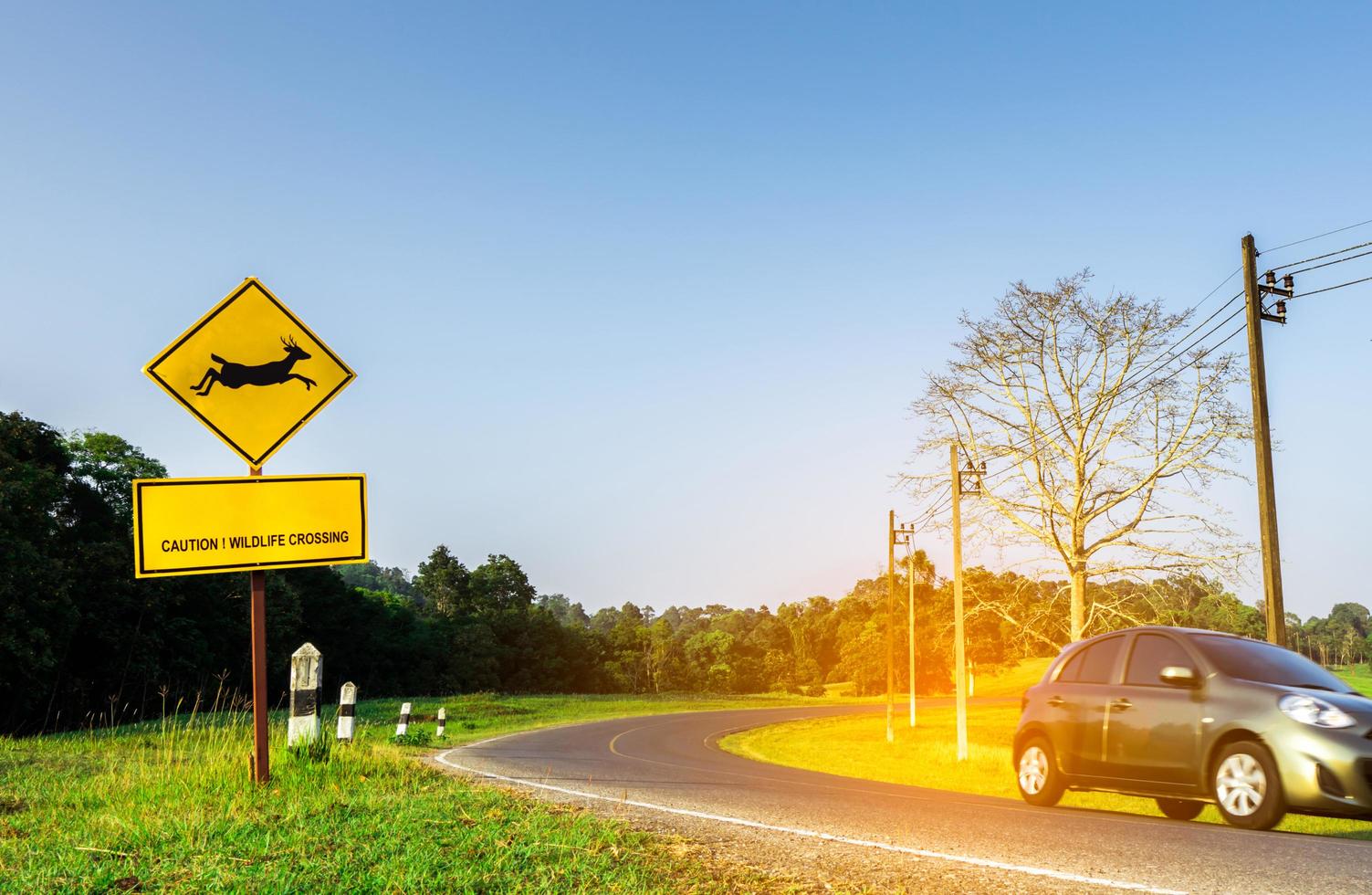 carro ecológico do turista dirigindo com cautela durante a viagem na estrada de asfalto curva perto do sinal de trânsito amarelo com veados pulando dentro do sinal e tem mensagem cautela travessia de vida selvagem. céu azul claro. foto
