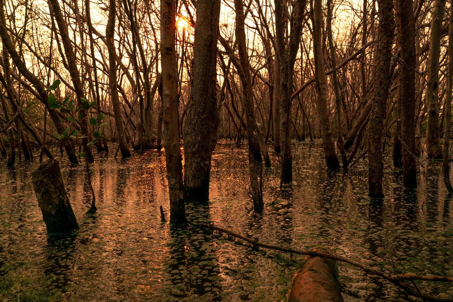 floresta inundada e problemas de árvores mortas das mudanças climáticas. fundo de tópicos ambientais. conceito de salvar a terra da crise ambiental. árvores mortas na área de inundação com céu pôr do sol. floresta degradada foto