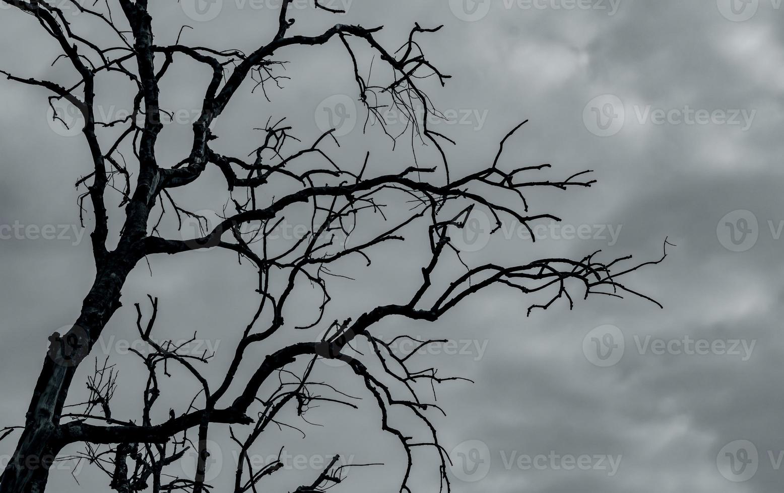 silhueta árvore morta no céu dramático escuro e fundo de nuvens brancas para uma morte pacífica. conceito de desespero e esperança. triste da natureza. morte e fundo triste. céu de trovão e tempestade em terra seca. foto