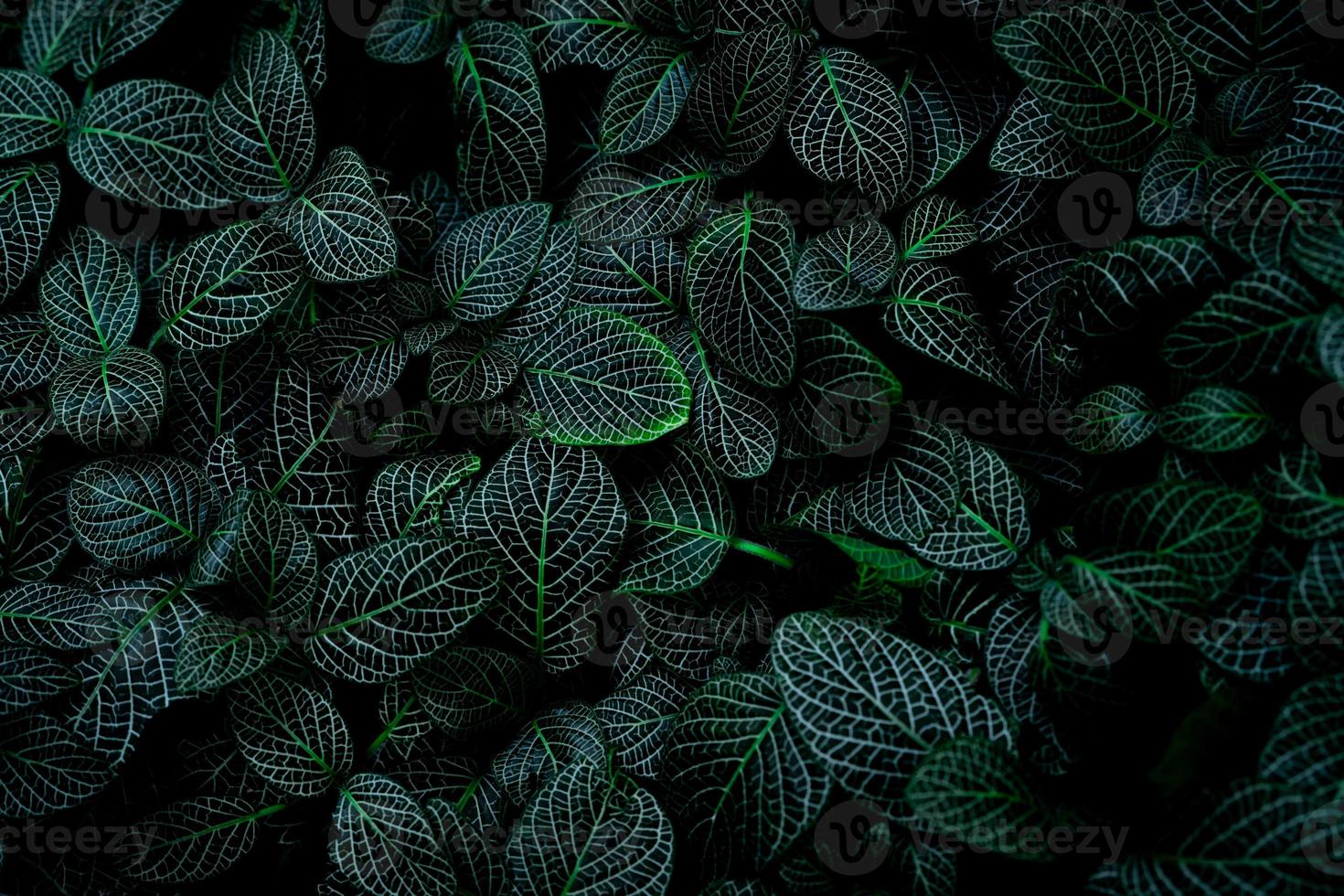 textura de folha verde sobre fundo escuro. detalhe de close-up de planta de casa interna. planta de casa de beleza. Plantas de interior. folha verde para decoração de casa. papel de parede para spa ou saúde mental e terapia mental. foto