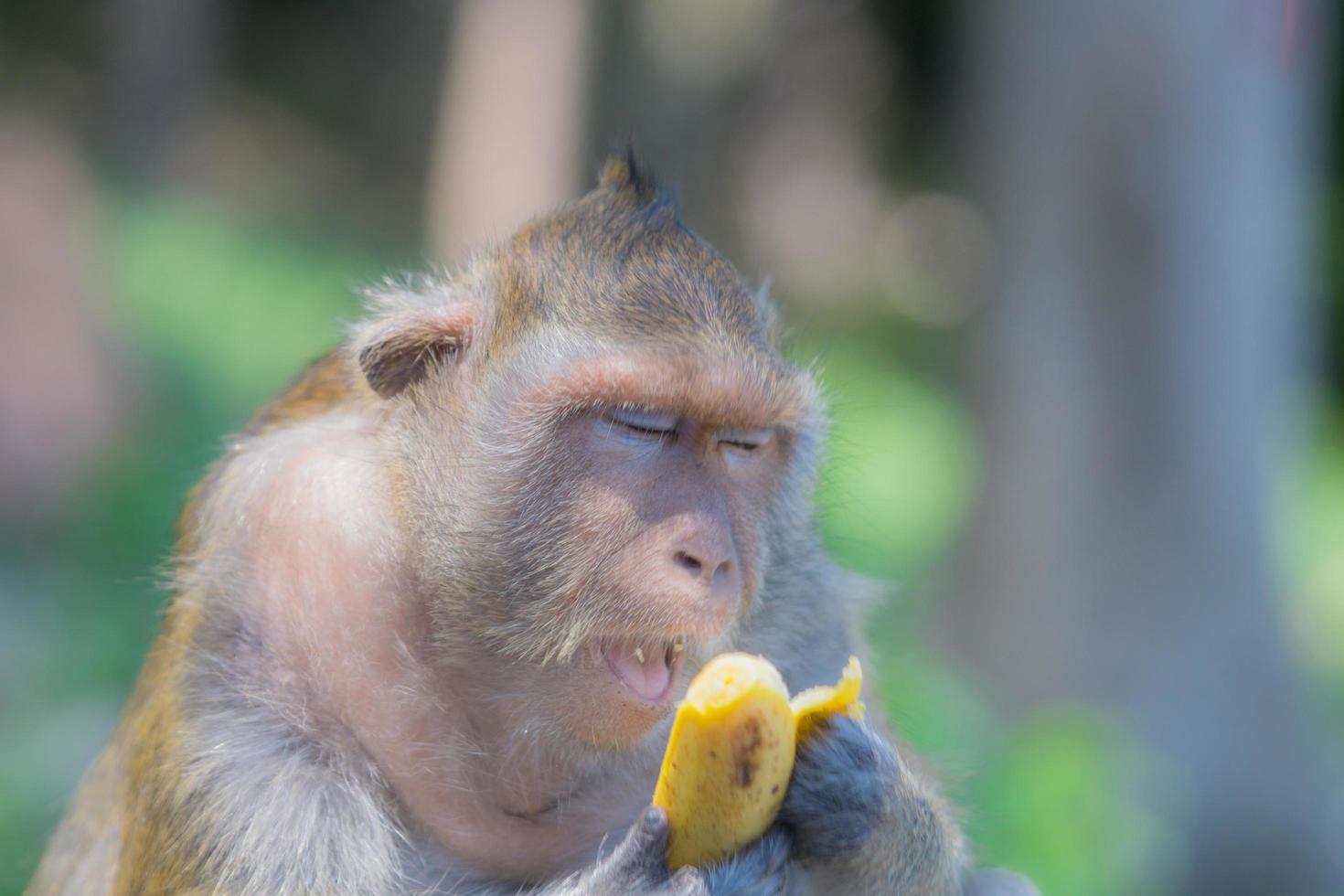 o macaco abre a boca enquanto come uma banana enquanto seus olhos estão fechados. animal fofo. foto