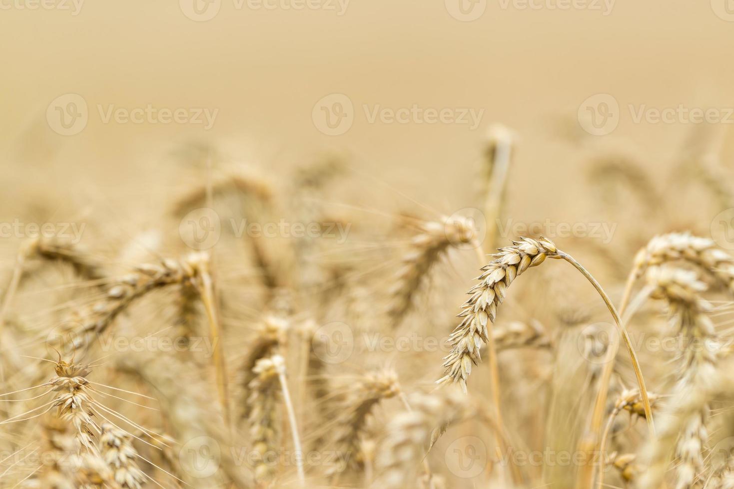 campo de trigo (close-up) foto