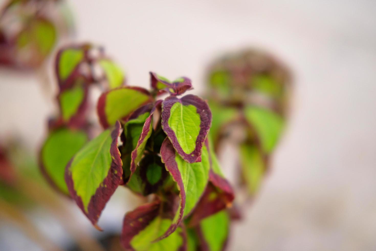 close-up de uma planta de folhas vermelhas e amarelas foto