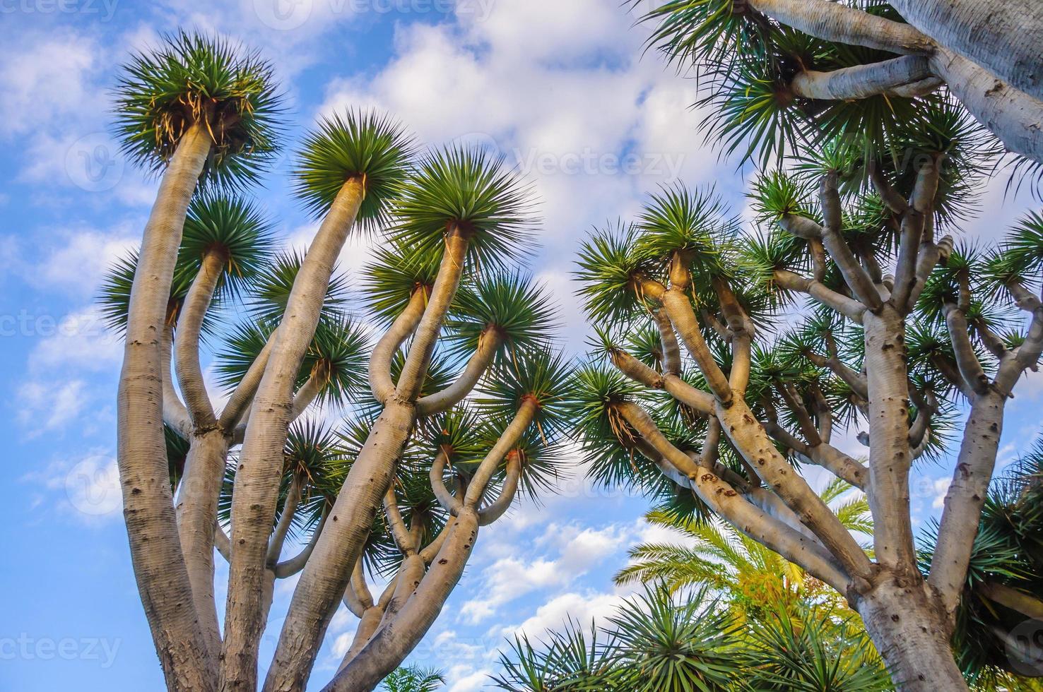 dragoeiros, dracaena nas montanhas das ilhas canárias, espanha foto