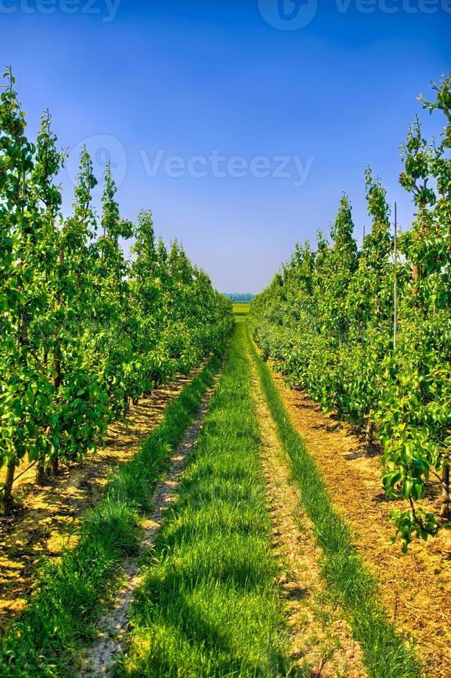 fileiras de macieiras jovens na zona rural da bélgica, benelux, hdr foto