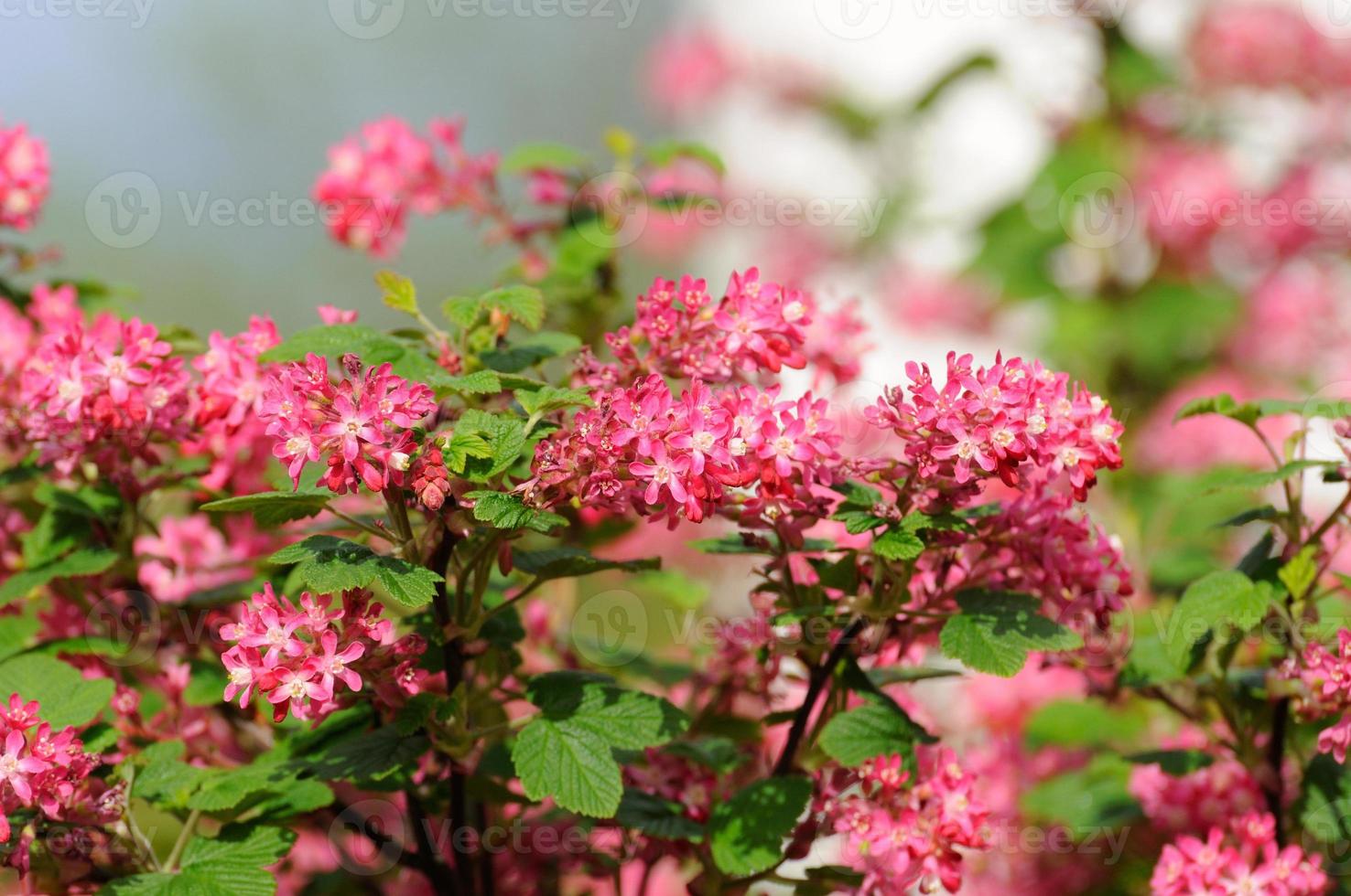 galho de árvore com pequenas flores cor de rosa em fulda, hessen, alemanha foto