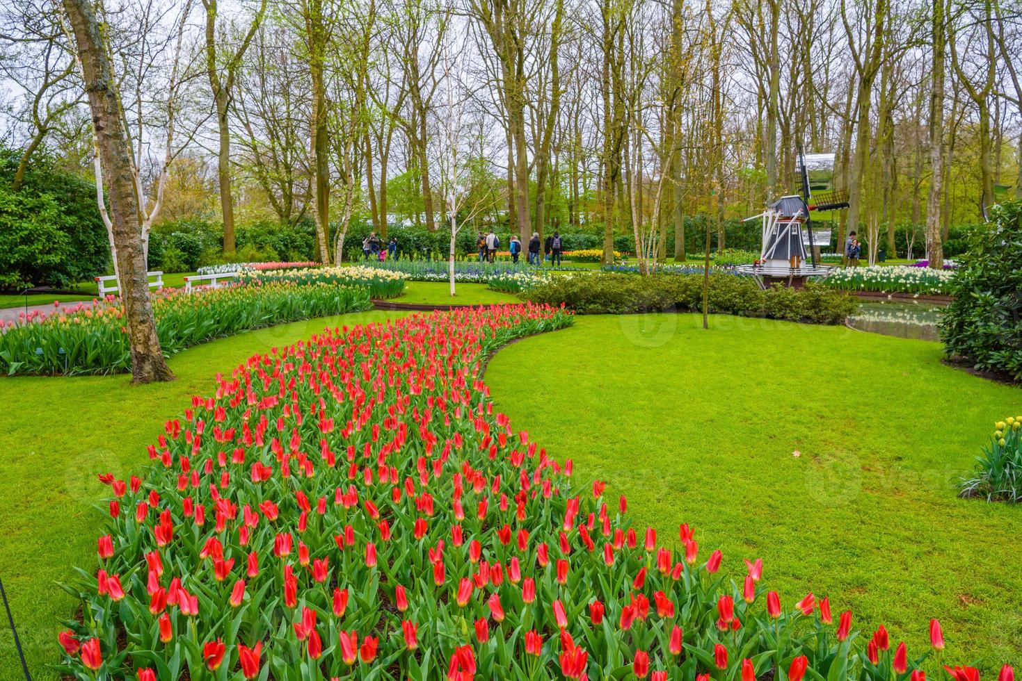 tulipas florescendo no parque keukenhof, lisse, holanda, holanda foto