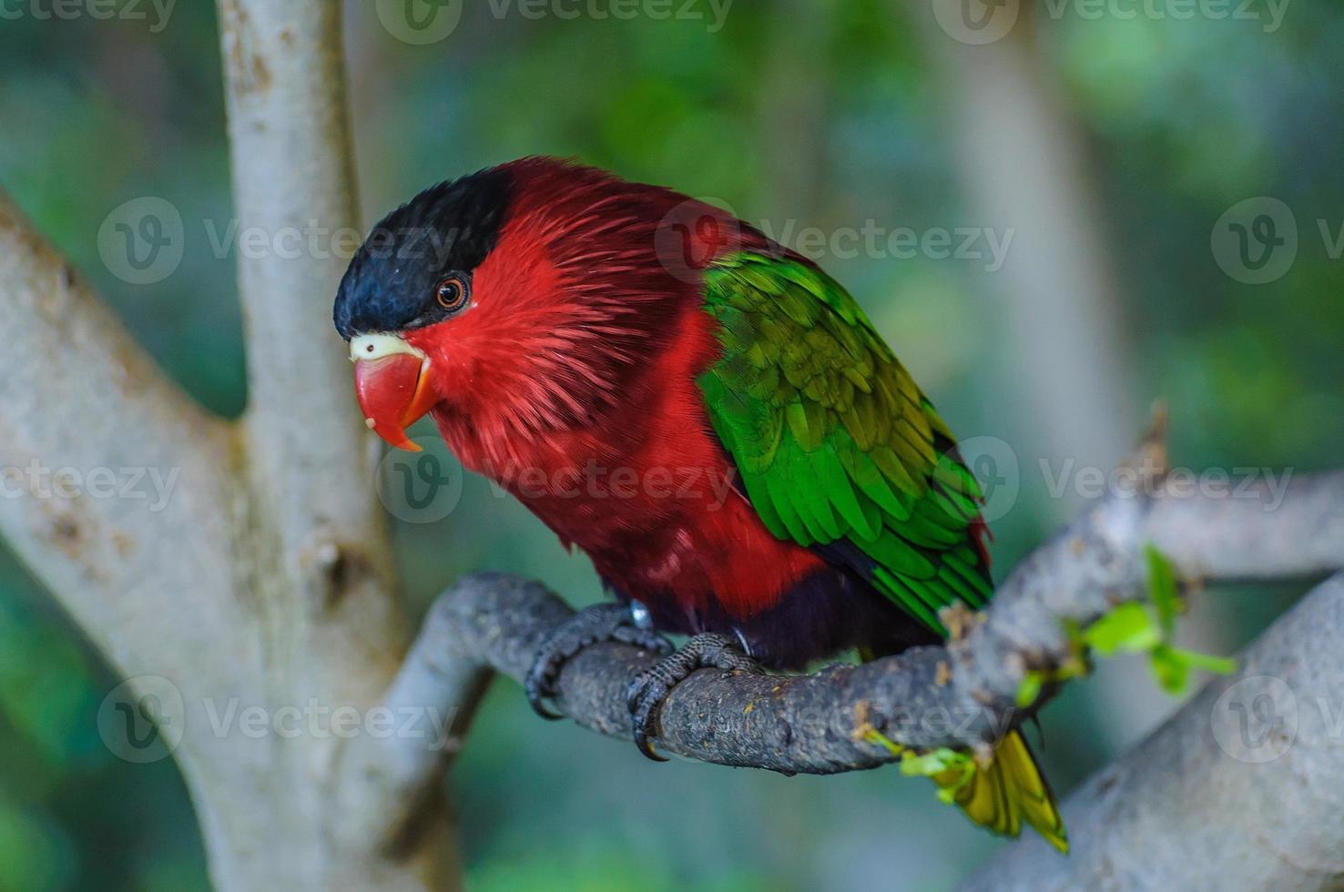 papagaio vermelho verde brilhante em puerto de la cruz foto