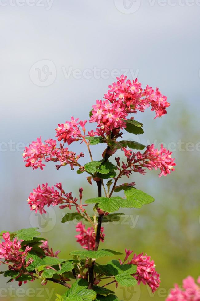 galho de árvore com pequenas flores cor de rosa em fulda, hessen, alemanha foto