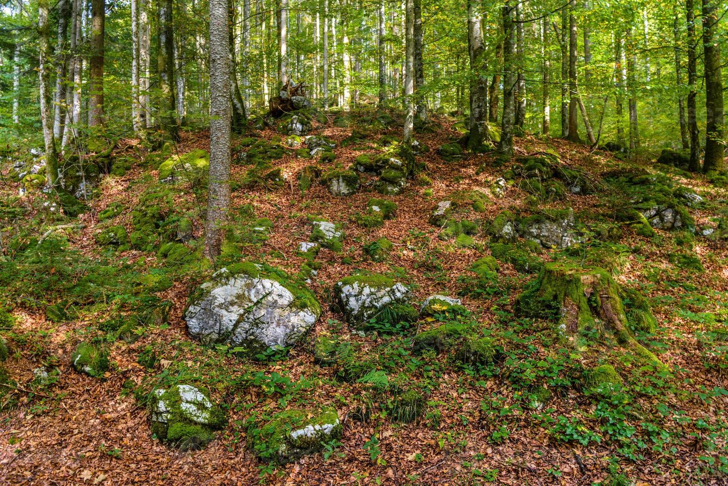 floresta escura com pedras em schoenau am koenigssee, konigsee, parque nacional de berchtesgaden, baviera, alemanha foto
