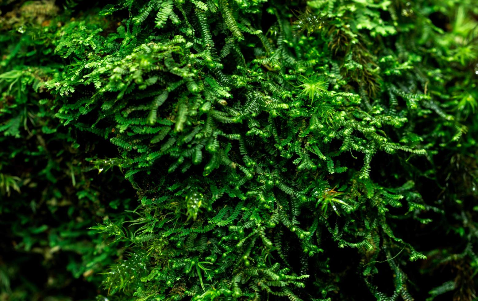 detalhe de tiro macro de cobertura de musgos com denso na árvore morta. ambiente verde, natureza, ecologia, conceito de biodiversidade. fundo natural foto