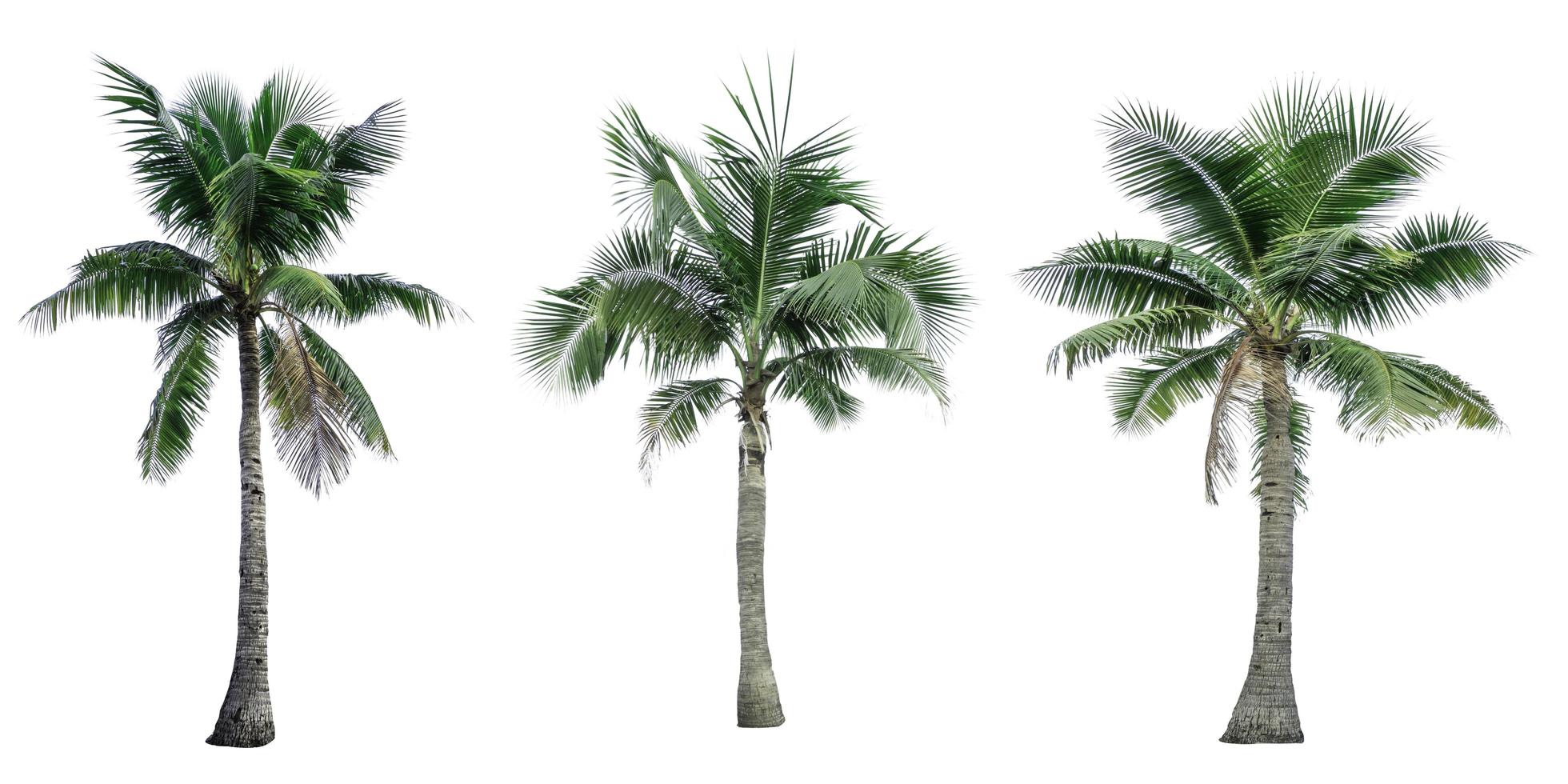 conjunto de coqueiro isolado no fundo branco. Palmeira. palmeira tropical. foto