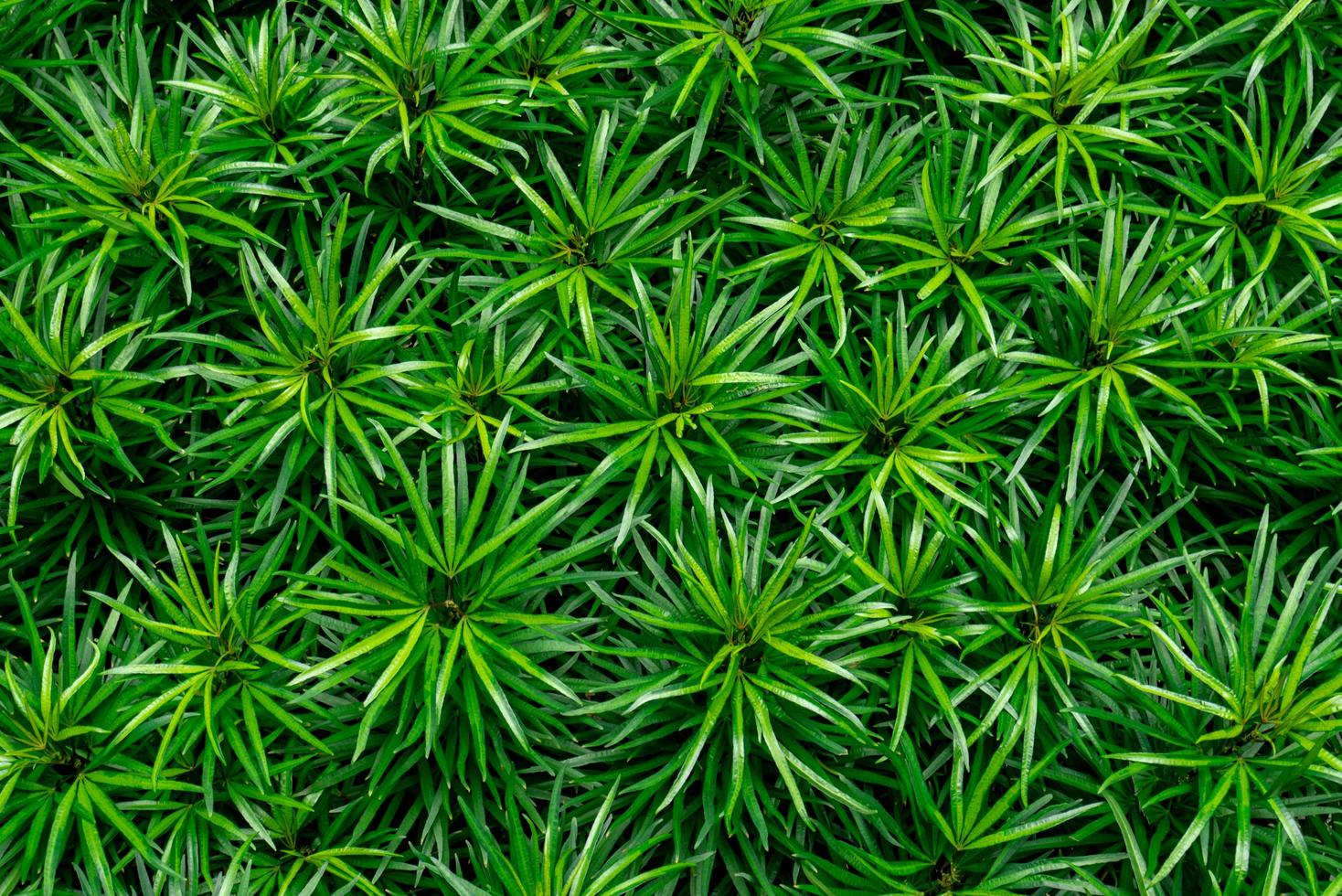 closeup de fundo de textura de folhas verdes. folhas verdes com belo padrão na selva para conceito orgânico. planta natural no jardim tropical. fundo da natureza. pequena folha verde no fundo do arbusto. foto