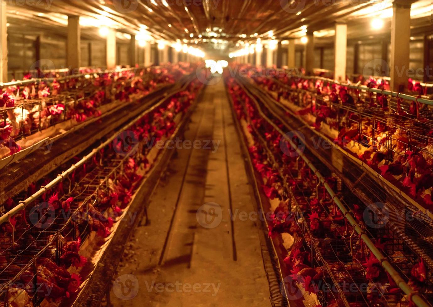 fazenda de frango. galinha poedeira em gaiolas em bateria. avicultura comercial de galinhas. fazenda de gado de galinhas poedeiras. avicultura intensiva em sistemas fechados. produção de ovos. ração para galinhas poedeiras. foto